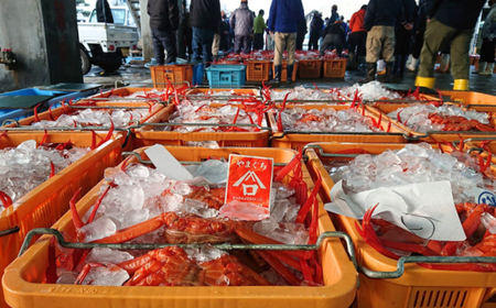 釜茹で 香住ガニ 2～3杯 1.6～1.8kg 配送日時指定可 カニ 香美町 49-03