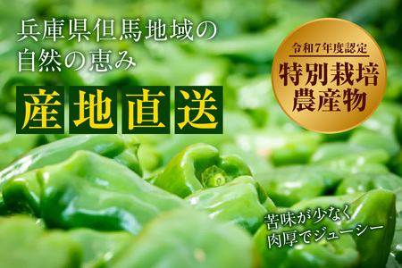 【先行予約】朝採れ発送「たじまのピーマン」1kg【令和8年6月下旬以降発送】野菜 ピーマン たじま たじまピーマン 新鮮野菜 サラダ 野菜 おかず 詰め合わせ 絶品 お取り寄せ 美味しい 料理 おうちごはん 新鮮 ピーマン肉詰め 兵庫県  村岡 むらおか夢アグリ 6000円 41-26
