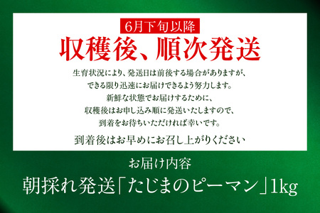 【先行予約】朝採れ発送「たじまのピーマン」1kg【令和8年6月下旬以降発送】野菜 ピーマン たじま たじまピーマン 新鮮野菜 サラダ 野菜 おかず 詰め合わせ 絶品 お取り寄せ 美味しい 料理 おうちごはん 新鮮 ピーマン肉詰め 兵庫県  村岡 むらおか夢アグリ 6000円 41-26