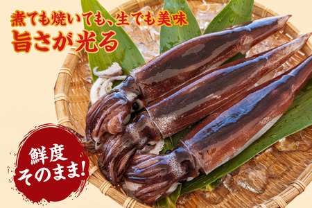 スルメイカ 約1kg サイズ不揃い 74-17
