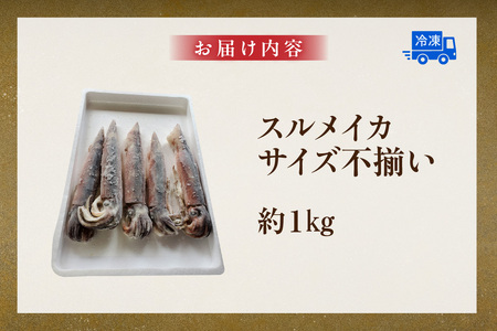スルメイカ 約1kg サイズ不揃い 74-17