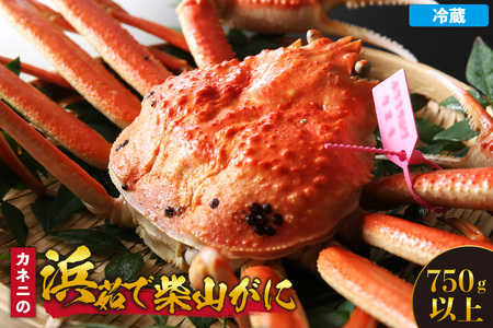 【カネニの浜茹で柴山がに 750g以上】冷蔵 高級 ふるさと納税 かにすき 焼きガニ カニ ボイル 兵庫県 香美町 香住 柴山 カネニ 06-20