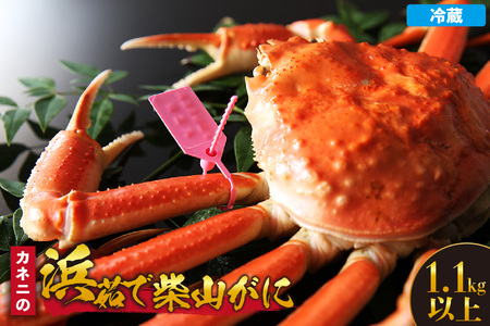 【カネニの浜茹で柴山がに 1.1kg以上】冷蔵 高級 かにすき 焼きガニ カニ ボイル 兵庫県  香住 柴山 カネニ 06-22