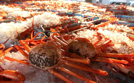 香住ガニ 大 タグ付き ボイル 茹で 約700g×2杯 香住産 カニ かに 11-04