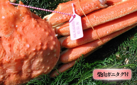 カニ【先行予約 茹で タグ付 柴山ガニ 1匹(約800g以上)冷蔵】 37-07