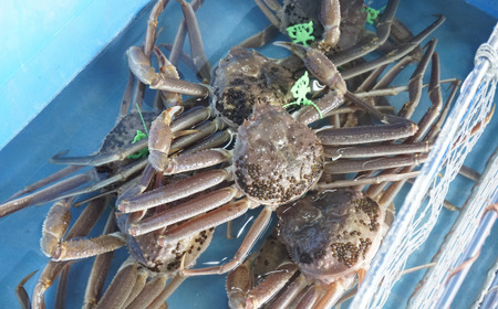 カニ【先行予約 最高グレード タグ付き 活 生 松葉がに 約1.1kg】12月~1月中旬は発送不可 07-06