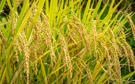 【兵庫県香美町産コシヒカリ】「とろかわの恋（極）」おためし6合（2合×3） 香美ブランド米 但馬堆肥米 お米 白米 兵庫県 香美町 香住 アグリロード村岡 13-03