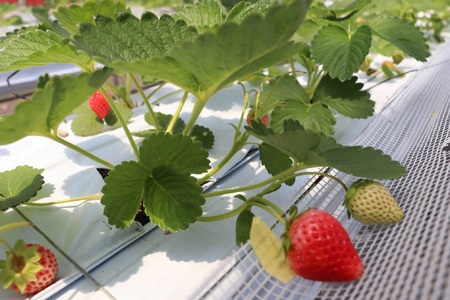 アイス【いちごのジェラート 100g×6個】夏イチゴ ペチカほのか アイスクリーム 18-01