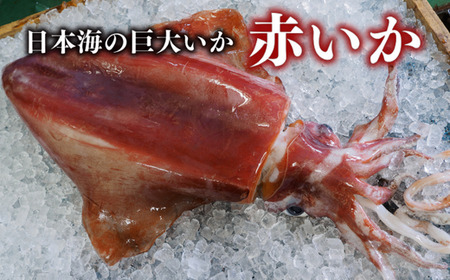 【兵庫県香住産 刺身用赤イカ 約1kg】最大級の食用のイカ 日本海で水揚げ 鮮度抜群の赤イカ(ソデイカ） 急速冷凍 旨味と甘みを凝縮 使いやすく短冊状に切り分け お刺身 天ぷら 煮つけ ソテー いか 香美町33-16