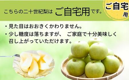 【先行予約】梨 【20世紀梨 ご自宅用 5kg サイズ L～5L混合（10～18玉）】ご自宅用 大人気 人気 ふるさと納税 おすすめ 返礼品 ランキング 二十世紀梨 果肉はしっかり シャキシャキの食感 ほどよい甘さとみずみずしさ 日本海に面する梨の本場 兵庫県香美町で育つ「香住梨」糖度を計測して出荷 兵庫県 香美町 フルーツ ナシ 青梨 和梨 ふるさと納税 JAたじま 12000円 12-20