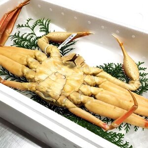 松葉ガニの本場より活〆茹でたてを即出荷 釜茹で松葉ガニ(冷蔵) 1枚 約1kg【配送不可地域:離島・北海道・沖縄県・東北】【1040269】