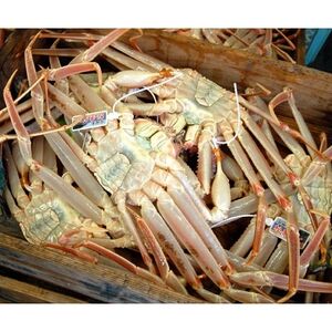 松葉ガニの本場・兵庫県新温泉町 とれたて 訳あり・松葉ガニ(釜茹で・冷蔵) 1~2枚入【配送不可地域:離島・北海道・沖縄県・東北】【1149854】