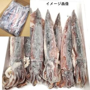 【2ヵ月毎定期便】スルメイカ(冷凍)約1.5kg　サイズ不揃い　兵庫県新温泉町　全3回【配送不可地域：離島】【4070209】