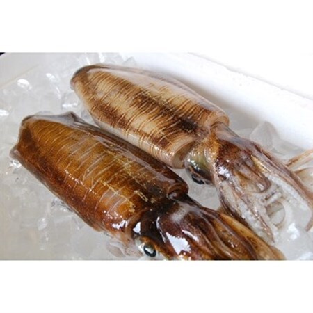 兵庫県新温泉町 アオリイカ 冷凍 大 約2kg 1 2杯入 兵庫県新温泉町 ふるさと納税サイト ふるなび