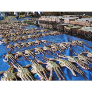 浜坂産タグ付き茹で松葉かに(1枚　約500～600g)【配送不可地域：離島】【1246573】