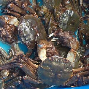 天然　モクズガニ(生冷凍)約1kg　活〆高鮮度3D急速冷凍品　兵庫県新温泉町　【配送不可地域：離島】【1433519】