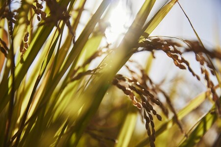 ヒノヒカリ白米5kg 令和6年産米:冷めても美味しい 18-028