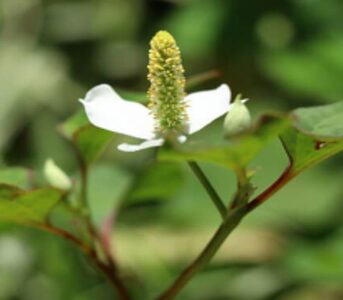 美容乳液 和漢発酵 THERA テラ 乳液 基礎化粧品 化粧品 スキンケア エイジングケア 美容 健康 U-94