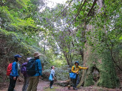 春日山原始林ガイドウォーク 旅行 旅 体験 ツアー 原始林 世界遺産 山 春日山 F-88