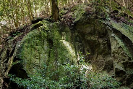 春日山原始林ガイドウォーク 旅行 旅 体験 ツアー 原始林 世界遺産 山 春日山 F-88