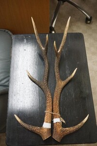 鑑賞品 「観賞用角一双」 奈良の鹿 伝統品 鹿角細工 文化 古風 奈良の