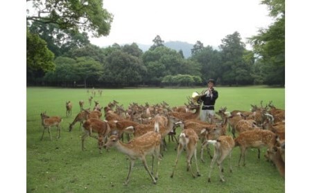 【鹿寄せ体験】 体験チケット 貸し切り体験 鹿 奈良 86-001
