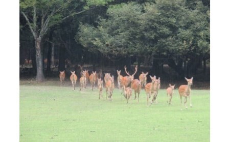 【鹿寄せ体験】 体験チケット 貸し切り体験 鹿 奈良 86-001