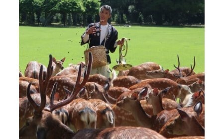 【鹿寄せ体験】 体験チケット 貸し切り体験 鹿 奈良 86-001