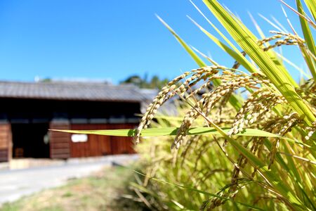 【8回定期便】 グルテンフリー[玄米きな粉クッキー] 40枚入り2袋 おおのファーム グルテンフリー グルテンフリークッキー T-56