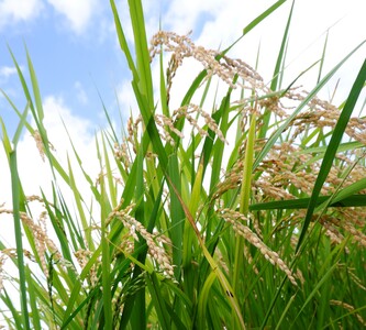 甘酒 生あまざけ「すい」250g×3本 大和高原醸造所 米麹 ノンアルコール J-136