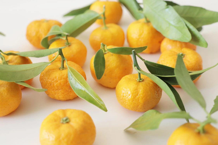 【予約販売】2月以降発送 古都華コンフィチュール×大和橘コンフィチュール Pain Perdu 10-027