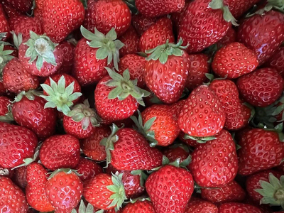 【予約販売】2月以降発送 古都華コンフィチュール×大和橘コンフィチュール Pain Perdu 10-027