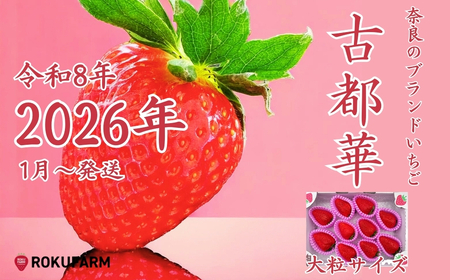 古都華 いちご （大粒サイズ）【2026年（令和8年）1月～発送】 苺 20-050