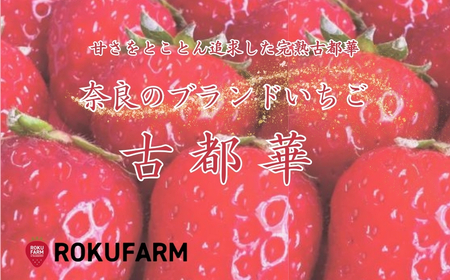 古都華 いちご （大粒サイズ）【2026年（令和8年）1月～発送】 苺 20-050