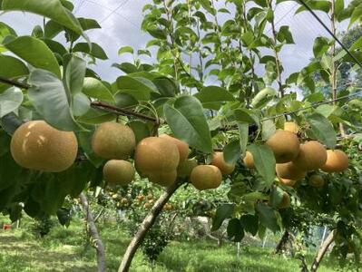 梨（幸水）　約5㎏　15-013