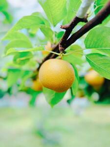 梨（幸水）　約5㎏　15-013