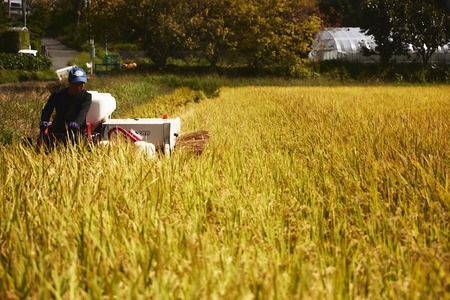 ヒノヒカリ玄米10kg 令和6年産米：冷めても美味しい　35-035