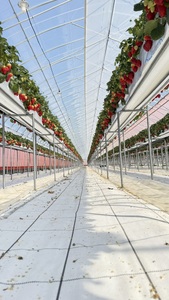 【ふるなびWEEK対象】【先行予約】いちご 古都華270g×2パック【2027年1月以降お届け】藤井農園 12-124 FN-Limited-WE