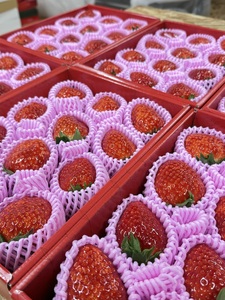 いちご 古都華600g×1ケース【2026年1月以降お届け】25-037