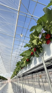 いちご 古都華600g×1ケース【2026年1月以降お届け】25-037