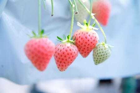 いちご コットンベリーいちご 約500g 15-086