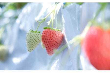 いちご コットンベリーいちご 約500g 15-086