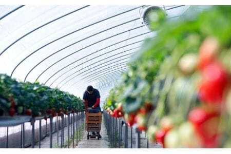 いちご コットンベリーいちご 約500g 15-086