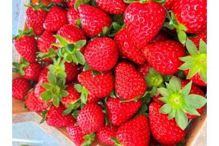 古都華 レギュラー4パック 約1kg(250g×4pc)　15-084