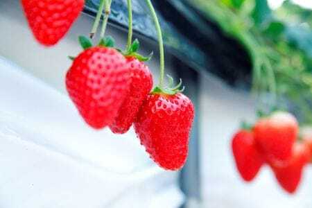 古都華 レギュラー4パック 約1kg(250g×4pc)　15-084