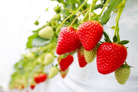 古都姫 350g 化粧箱 【inn02】