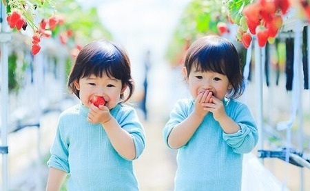 和だや『古都華』2６0×２パック【大粒】