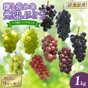 彩り豊かな完熟ぶどう バラ粒パックセット 1㎏【tbb01】