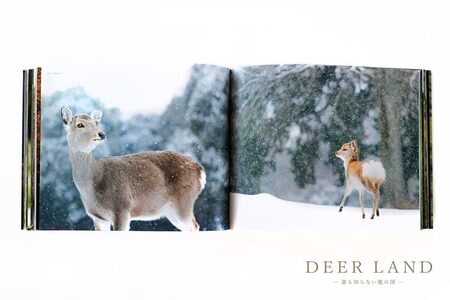 汐鹿ページ 奈良の鹿 写真集「DEER LAND 誰も知らない鹿の国」 2作目 オールカラー