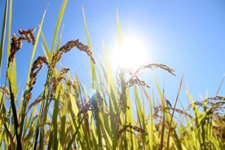 【米】 ヒノヒカリ白米10kg 令和6年産米 35-033 米